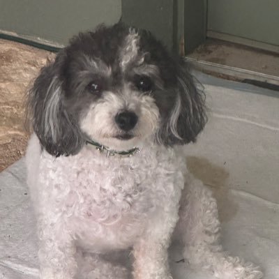 SherriTexas's profile picture. We are a Constitutional Republic, if we can keep it! 1st and 2nd amendments will ensure it! MAGA/MAHA NO DM’S