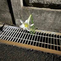 つな (@kenn_4yo) Twitter profile photo