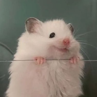 ʙᴜɴɴʏさんのプロフィール画像