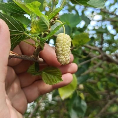 alpi1616's profile picture. X'in olumlu tarafına hoşgeldiniz.