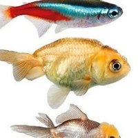 물고기 (@w_atermeat) 's Twitter Profile Photo