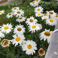 Songul Şenol (@songulenol97468) Twitter profile photo