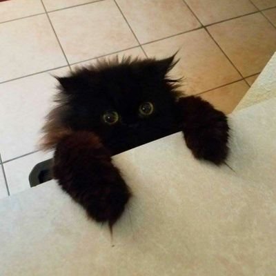 notsofunnycat's profile picture. gg enjoyer among other stuff