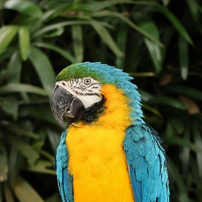 k0remon's profile picture. 