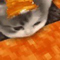 (she/they 20)proshipDNI-cat drinking lava||Dollars trilogy(also other westerns!!!)||Red Dead Redemption||Contract RushDX leave me alone if you dislike me
