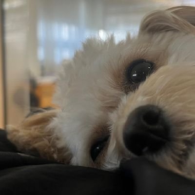 __nototaku's profile picture. 지할말만하다가사라지는사람