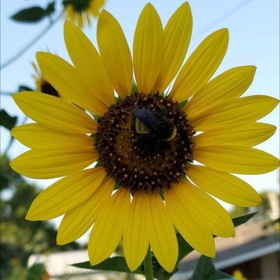 MemberingWhatIs's profile picture. 