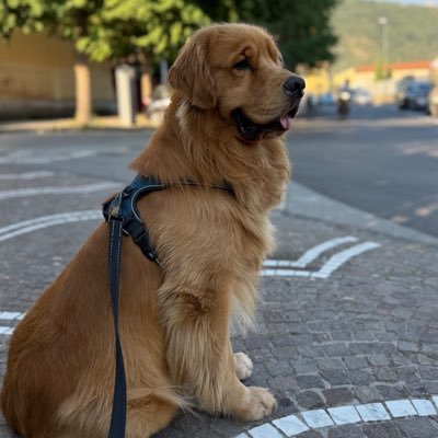 AleSalzano's profile picture. Il ragazzo è intelligente ma non si applica