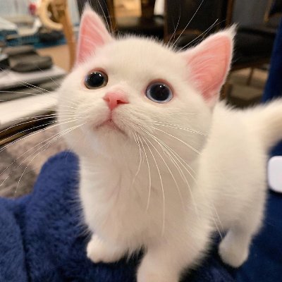 r3hashed's profile picture. a cat