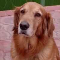 Werosolo (@werosolo) 's Twitter Profile Photo Werosolo (@werosolo) 's Twitter Profile Photo
