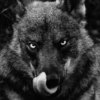 LOBITO (@lobitowolfen) 's Twitter Profile