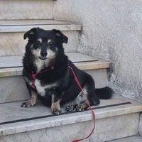 Roxiebel (@rosanna7462) Twitter profile photo