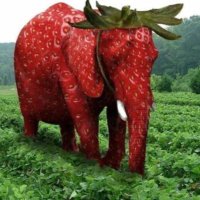 Strawberry Elephant (@straweleonsol) 's Twitter Profile