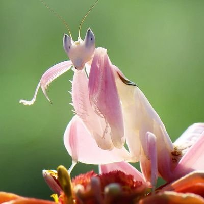 MantisDallas's profile picture. im a mantis | 19 | she / her