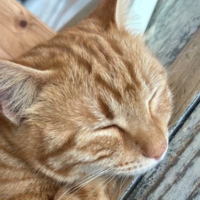 mneko05974574's profile picture. 北海道札幌市出身、神奈川県在住。将棋はちらっと観る将です。推し棋士は北海道出身棋士中心に多数。音楽はRoseliaとRaise a suirenを聴きます。