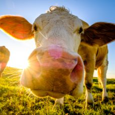 AngryMooX's profile picture. 