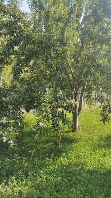Mehmeta33254195's profile picture. Amlara vısıldiyan adam deliklere basan
