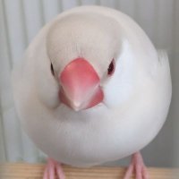 みくお (@mikuo_mikuranbe) 's Twitter Profile