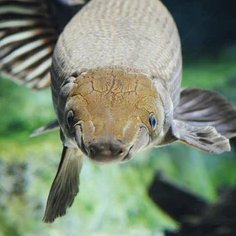 Planetnomore's profile picture. || fish online || I love life (biology) || (⚬⃔⚬Ｎ⚬⃔⚬) || I watched the water unfold