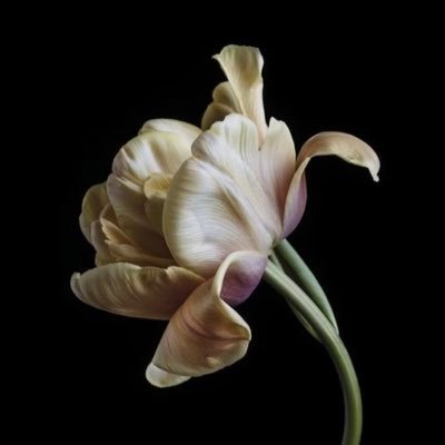 xeivsl's profile picture. free gaza | 6teen