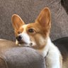 ItsMeKenzieXD's profile picture. 04/16/19 ❤️ | Gamer | Natural Weirdo | Corgi Owner