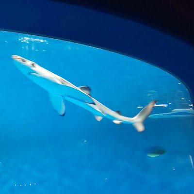 u_chan_uhan's profile picture. 機種変でうまく引き継げなくて。😱
うーちゃんが複数存在することになっちゃった。
ヨシキリザメ推しです。
まだ新しいスマホに慣れない。😭