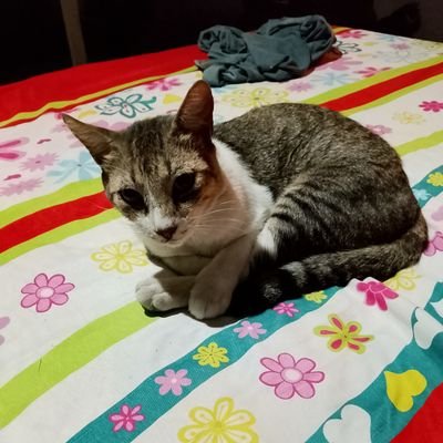 RodoCur20328's profile picture. 