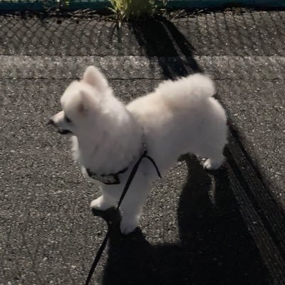 抹茶アイスさんのプロフィール画像