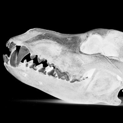 Corso_666's profile picture. Monster/Monsters. #monsterfucker