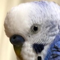 インコ (@iaminko_pipipi) 's Twitter Profile