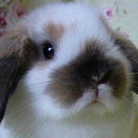 Sear (@9g6ps1iufjwdgw3) 's Twitter Profile
