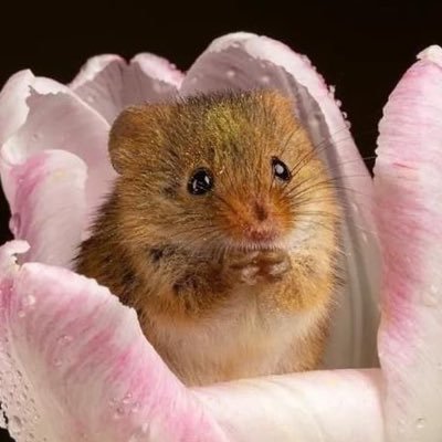 summermouse15's profile picture. 귀여운게 너무좋아~ 인형이 좋은 다 큰 쥐.