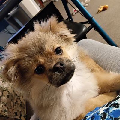 SylviaThom12340's profile picture. Calm. cool. and collective.