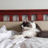 rachelQwQ (@rachel4z_kaw) 's Twitter Profile
