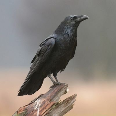 BCrow190's profile picture. 