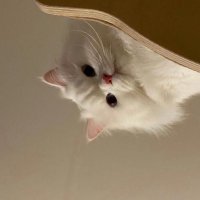 น้องจื๋อฮะ (@pwara2002) 's Twitter Profile Photo น้องจื๋อฮะ (@pwara2002) 's Twitter Profile Photo