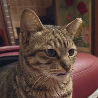 ⚜️葵月えみ⚜️🇬🇧🇫🇷🌹✨さんのプロフィール画像