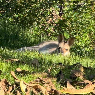 v_experiencer's profile picture. Break the stigma, you know what im talking about. vegan libertarian. astral traveller, alien experiencer. Telepathy Tapes.. Listen Now!