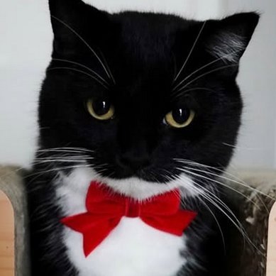 will1fake's profile picture. 19
18+ i will block freely
@will1real 's account for evil