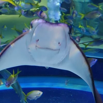 シースリ大好きっ子さんのプロフィール画像