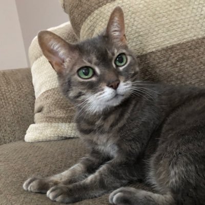 ram_no_life's profile picture. Webマーケとデザインをしているフリーランスの日常|カフェと猫が好きな25歳|夢は猫カフェオーナー🐈|HSP×INFJ