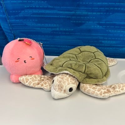 kamekame_takopi's profile picture. アイコンのかめのぬいぐるみがかめかめです！