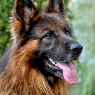 2Jaenda's profile picture. Dog and horse masturbation lover, 🔞Minors prohibited 🔞❗️Open DMs if you have dog or horse videos to share, no bestiality (Banned from the 1st account)