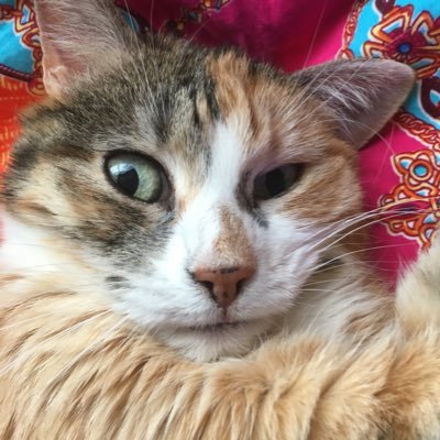 Havin_Hoops's profile picture. Full time nerd