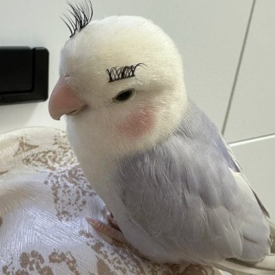 私は鳥さんが大好きなんです🕊️✨
以前はいろんな鳥の写真をたくさん撮って、自分の気分やペースに合わせて投稿していました📸🌸
でも…もう見つからない写真もあって、それがとても悲しいんです😢💔
#野鳥 #鳥類 #愛鳥家さんと繋がりたい #野鳥撮影 #北海道 #カワセミ #野鳥写真