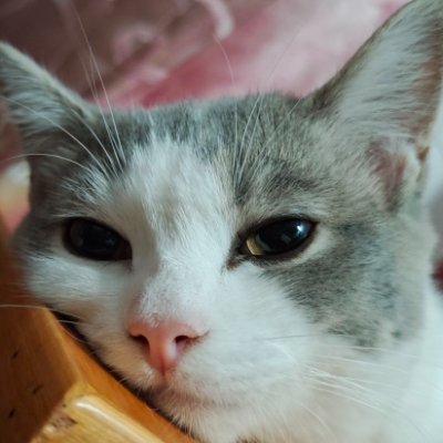 TsrWzc's profile picture. 小学毕业不会英文 玩X