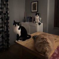 fluffy, müjgan & tokyo (@fofimucutoki) 's Twitter Profile