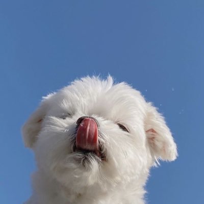 Maggie272728184's profile picture. 在尝试越界和接受平庸中挣扎✨ 打工还债✨AMK SYD客服✨骗子男装女阳痿一辈子