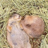 oxcircles (@oxcircles1) 's Twitter Profile