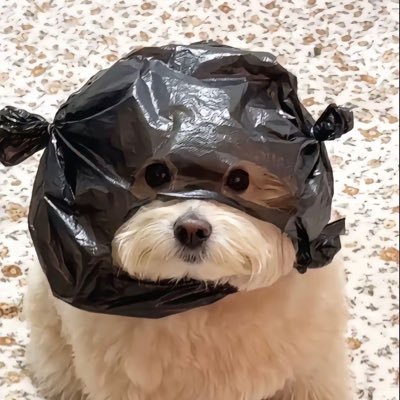 tochairs's profile picture. 기록